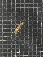 Oinophila v-flava