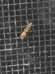Oinophila v-flava