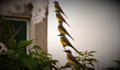 Tyrannus melancholicus