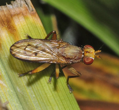 Tetanocera elata