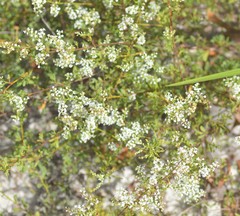 Polygonella polygama