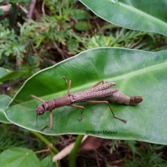 Orthomeria limogesi