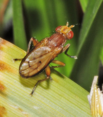 Tetanocera elata