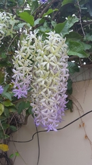 Petrea