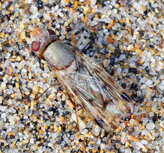 Tetanops contarinii