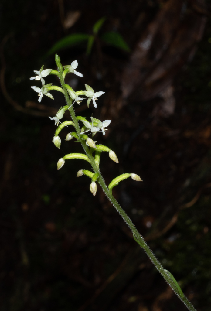 Cranichis lehmannii