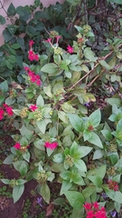 Pentas