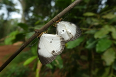 Larinopoda eurema
