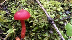 Pseudohygrocybe
