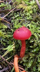 Pseudohygrocybe