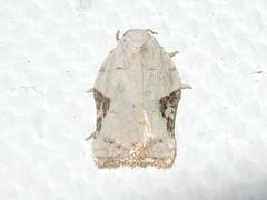 Acleris subnivana