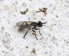 Thecophora atra