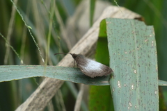 Ariadne enotrea