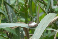 Ariadne enotrea