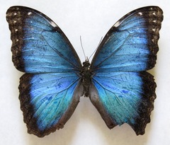 Morpho helenor narcissus
