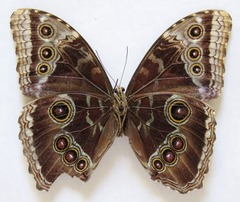 Morpho helenor narcissus