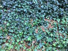 Hedera helix