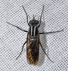 Thereva albovittata