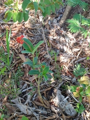 Palicourea officinalis