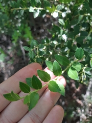 Gaultheria phillyreifolia