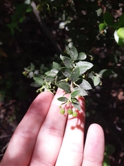 Gaultheria phillyreifolia