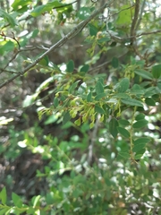 Gaultheria phillyreifolia