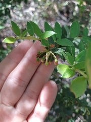 Gaultheria phillyreifolia