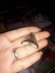 Pseudophisma aeolida