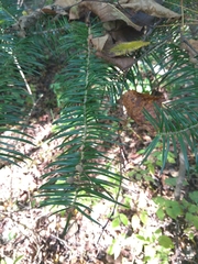 Abies holophylla