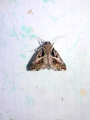 Calyptis