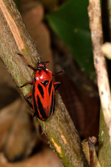 Sphenoclypeana parana