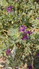 Medicago sativa