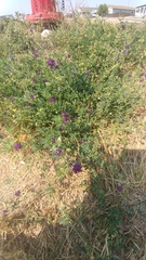 Medicago sativa
