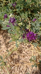 Medicago sativa