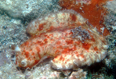 Platydoris cinereobranchiata image