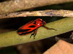 Sphenoclypeana parana