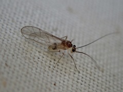 Stenopsocus