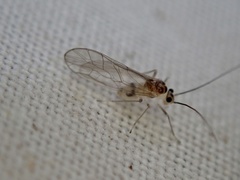 Stenopsocus