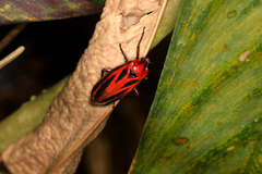 Sphenoclypeana parana