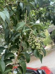 Ligustrum lucidum image