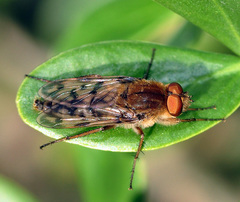 Thereva spiloptera