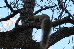 Sciurus nayaritensis