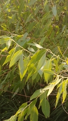 Salix