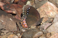 Gyrocheilus patrobas