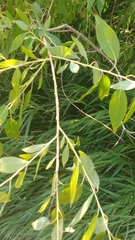 Salix