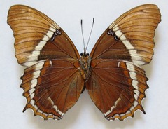 Siproeta epaphus epaphus