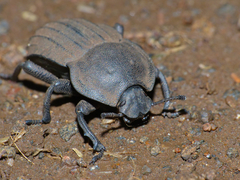 Anomalipus variolosus