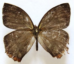 Taygetis rufomarginata