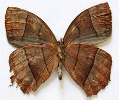 Taygetis rufomarginata
