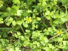 Ranunculus amphitrichus